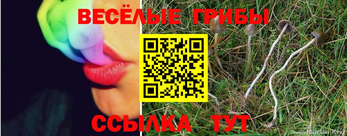 Галлюциногенные грибы прущие грибы  Вход с VPN  Ессентуки  Галлюциногенные грибы Psilocybine cubensis 